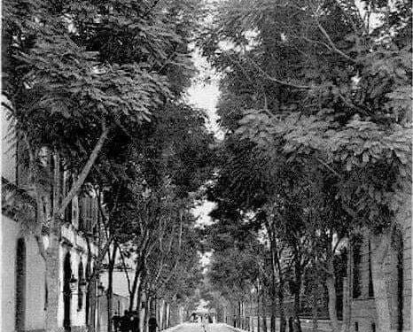 Nostalgies : Les arbres de la rue de Hollande
