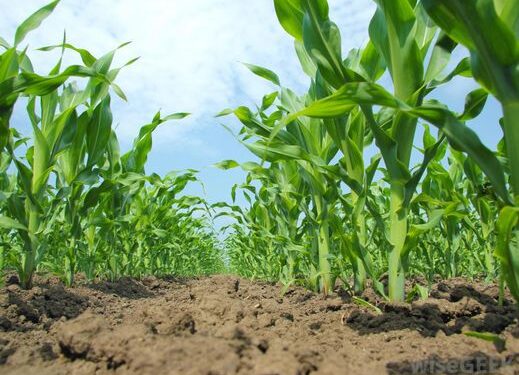 Irrigués avec des eaux usées, deux hectares de légumes détruits à la Manouba