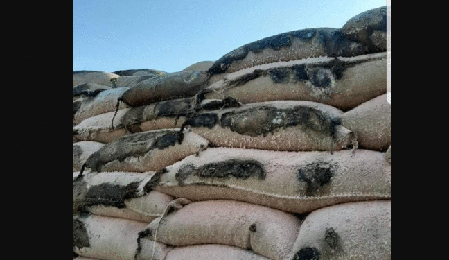 Semences avariées à Béja : Six hauts responsables interdits de voyage