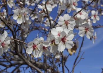 Le "Hsoum", cette semaine pluvieuse et indécise