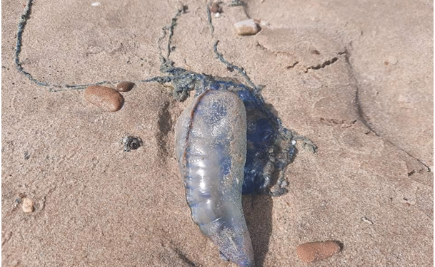 Tunisie : La méduse venimeuse "Physalie" s'invite sur les côtes de Sidi Bou Saïd