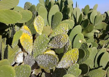 Tunisie : Attention au Dactylopius opuntia qui s'attaque aux figues de barbarie