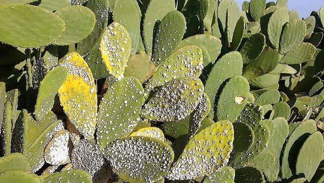 Tunisie : Attention au Dactylopius opuntia qui s'attaque aux figues de barbarie