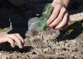 Suite aux incendies, la Tunisie va planter 2 millions d&rsquo;arbres