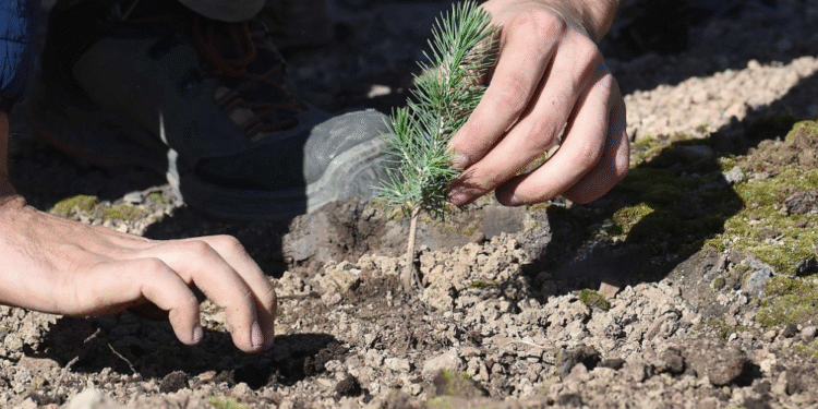 Suite aux incendies, la Tunisie va planter 2 millions d&rsquo;arbres