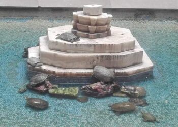 Nostalgies : Les tortues de la Nationale