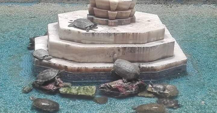 Nostalgies : Les tortues de la Nationale