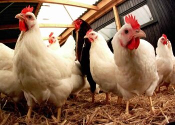 La propagation rapide de la grippe aviaire inquiète l’Europe et l’Asie