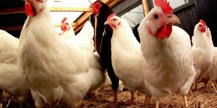 Grippe aviaire : Le ministère de l'Agriculture appelle à la vigilance