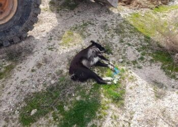 Tunis : Il empoisonne les chiens errants pour s'en d&eacute;barrasser !