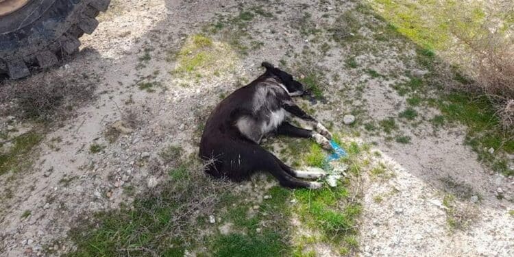 Tunis : Il empoisonne les chiens errants pour s'en d&eacute;barrasser !