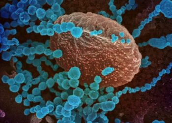 Le Coronavirus est en train de perdre de sa virulence, estime Rim Abdelmalek