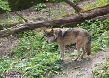 Kasserine : La battue aux loups annul&eacute;e sur ordre du gouverneur