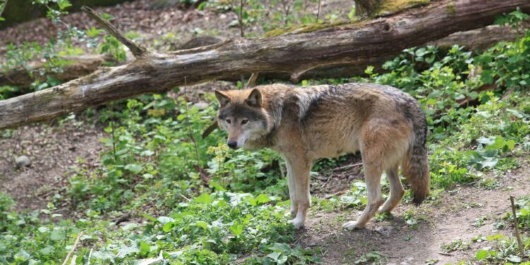 Kasserine : La battue aux loups annulée sur ordre du gouverneur