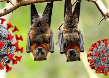NeoCov, un nouveau coronavirus qui inquiète les scientifiques !