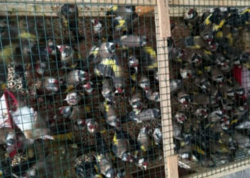 Contrebande : 420 oiseaux menac&eacute;s d&rsquo;extinction saisis &agrave; Regueb