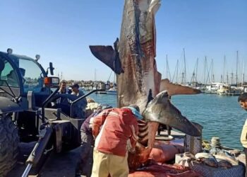Un requin blanc de 5 m&egrave;tres captur&eacute; au large de Djerba