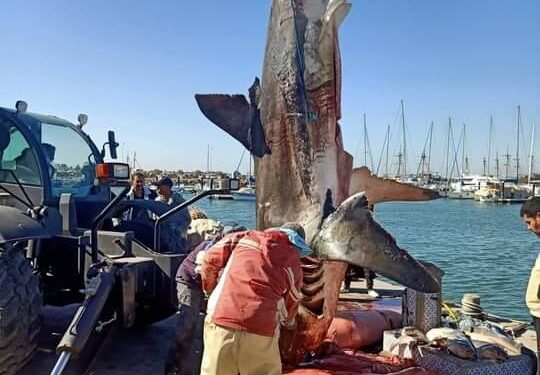 Un requin blanc de 5 mètres capturé au large de Djerba