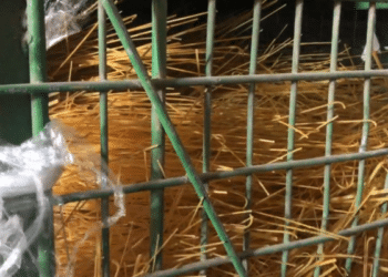 Sp&eacute;culation : Un groupement de p&acirc;tes victime de dommages collat&eacute;raux ?