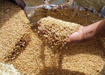 La Tunisie s'active à assurer ses besoins en céréales