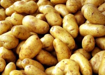 Tunisie : La r&eacute;colte de pommes de terre risque la destruction