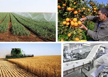 Tunisie - Agriculture : Les indicateurs au vert !