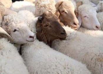 Entre Aïd El Idhha et Ras El Am !