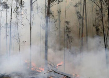 Lutte contre les incendies &agrave; Siliana : La pluie en renfort !