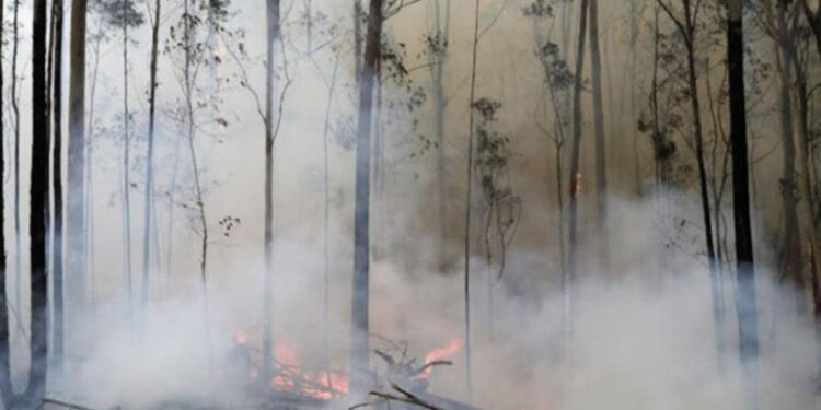 Lutte contre les incendies à Siliana : La pluie en renfort !