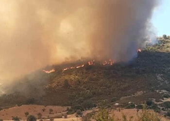 FTDES : Absence de strat&eacute;gie pour lutter contre les incendies de for&ecirc;ts