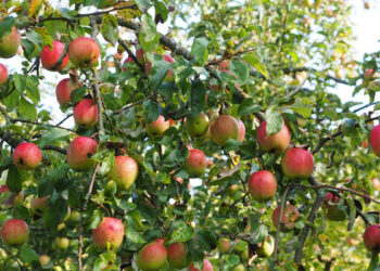 Tunisie : Des dizaines d'hectares de pommiers endommag&eacute;s !