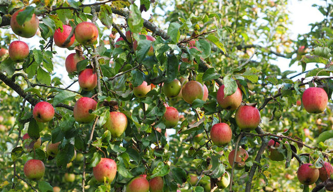 Tunisie : Des dizaines d'hectares de pommiers endommagés !