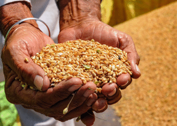 Décret présidentiel ratifiant le prêt de financement de l'importation de céréales