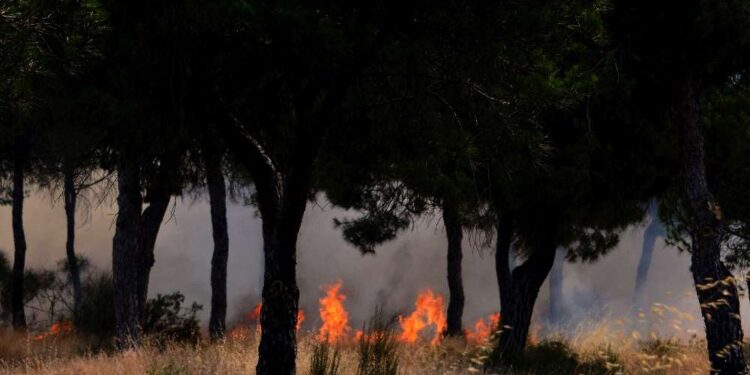Bizerte : Maîtrise des incendies déclenchés dans les forêts de Sejnane