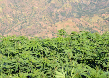 Maroc : attribution des 10 premières autorisations de culture du cannabis