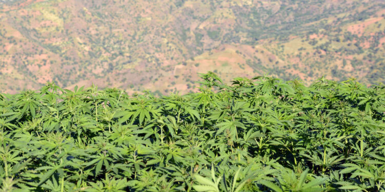 Maroc : attribution des 10 premières autorisations de culture du cannabis