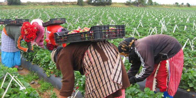Tunisie : Les ouvrières agricoles bénéficient désormais d'une assurance