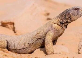 Affaire du lézard : mise en demeure contre la Télévision Tunisienne