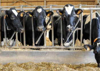 Fourrage Vache Tunisie