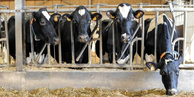 Fourrage Vache Tunisie