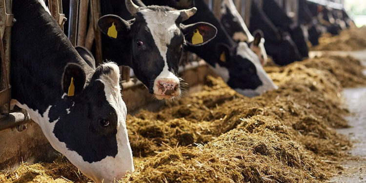 Tunisie : Les fabricants d’aliments pour bétail craignent la faillite