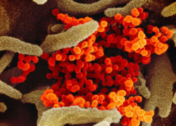 Variant coronavirus