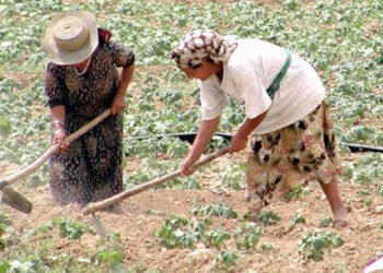 Tunisie : Jusqu’à 500 mille femmes agricoles en situation précaire