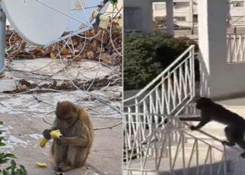 Le singe errant capturé à la Cité El Khadhra