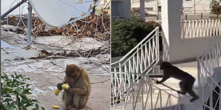 Le singe errant capturé à la Cité El Khadhra
