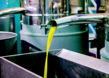 Saison oléicole 2022 : La production d’huile d’olive en baisse…