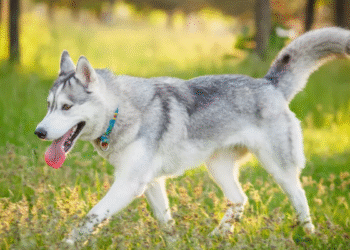 Husky Tunisie