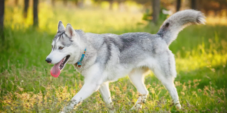Husky Tunisie