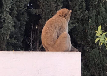 Un singe se promène en liberté à la Cité Mahrajène