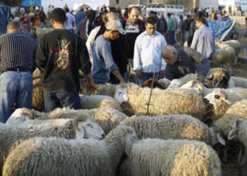 Débat : Pour ou contre un Aïd sans mouton ?